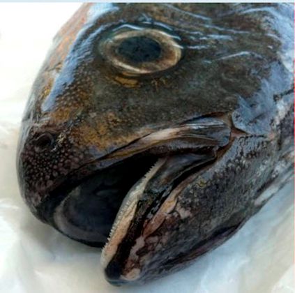 Centrolophus niger_10.jpg